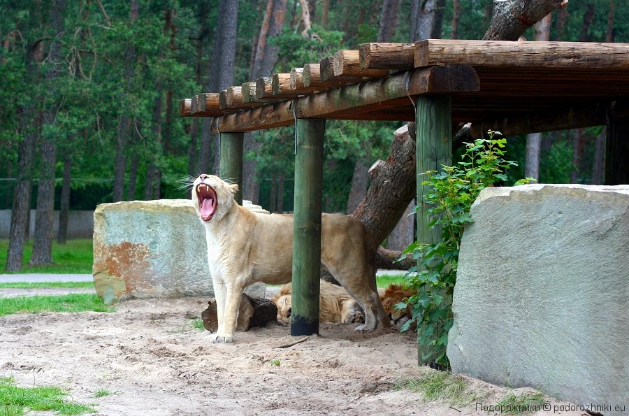 Львица в сафари-парке