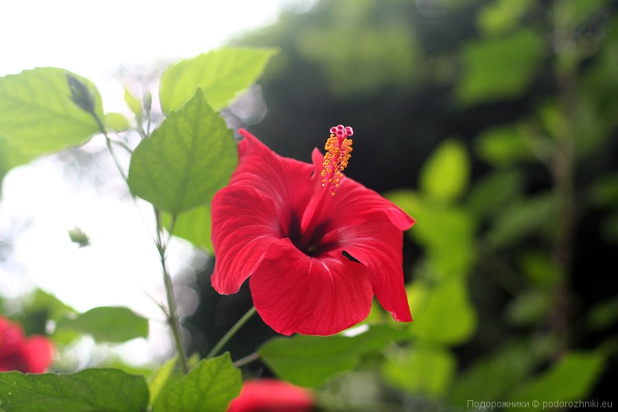 Цветок из Ледницкой оранжереи