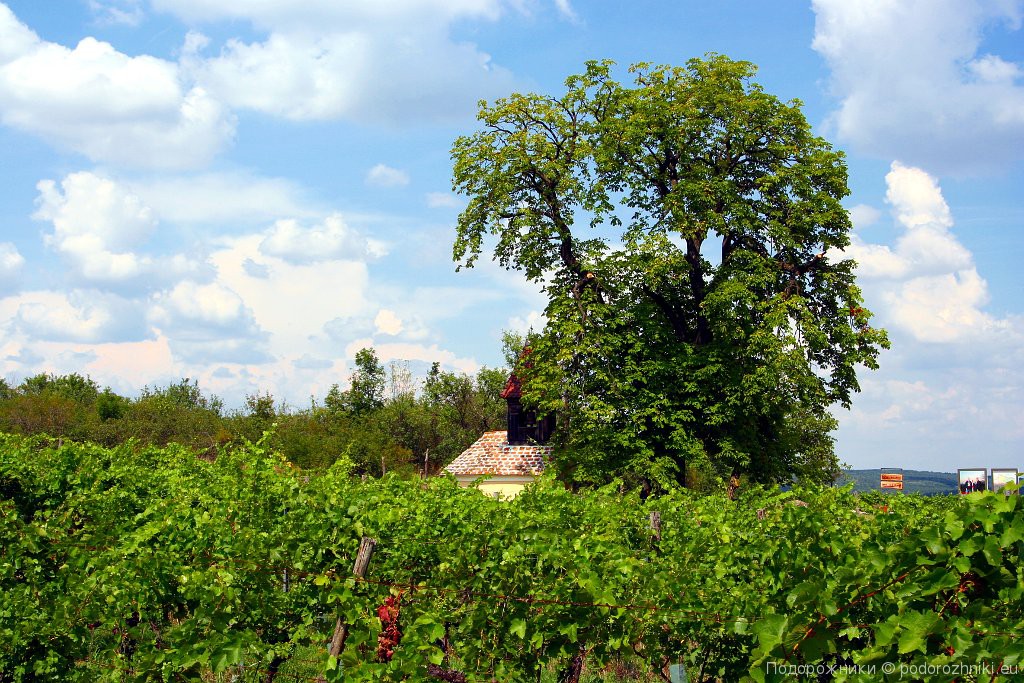 Часовня среди виноградников - Миттеррецбах