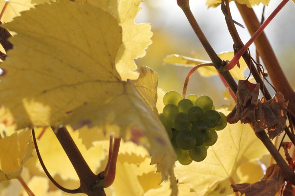 Виноградники Южной Моравии